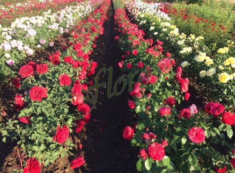 Храстовидни рози, разсадник Флорови