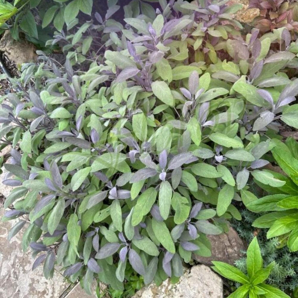 Лилав градински чай, разсадник Флорови