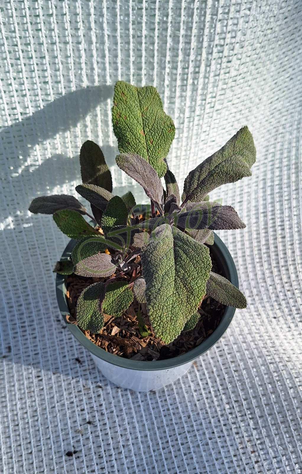 Лилав градински чай Лилав градински чай