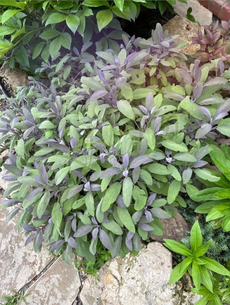 Лилав градински чай, разсадник Флорови Лилав градински чай, разсадник Флорови