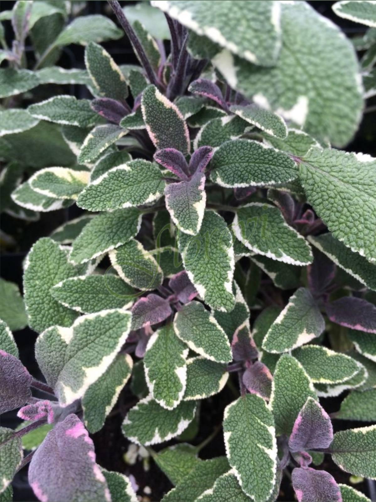 Трицветен градински чай, Салвия, разсадник Флорови Трицветен градински чай, Салвия, разсадник Флорови