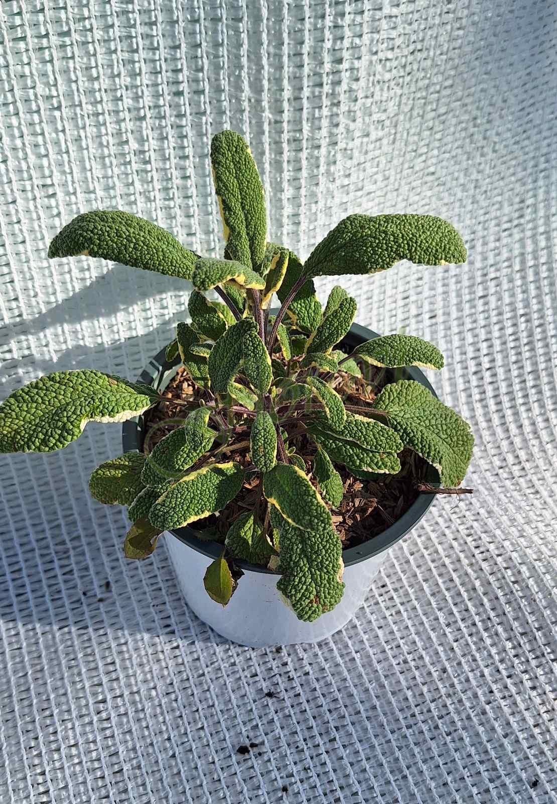 Трицветен градински чай, Салвия Трицветен градински чай, Салвия