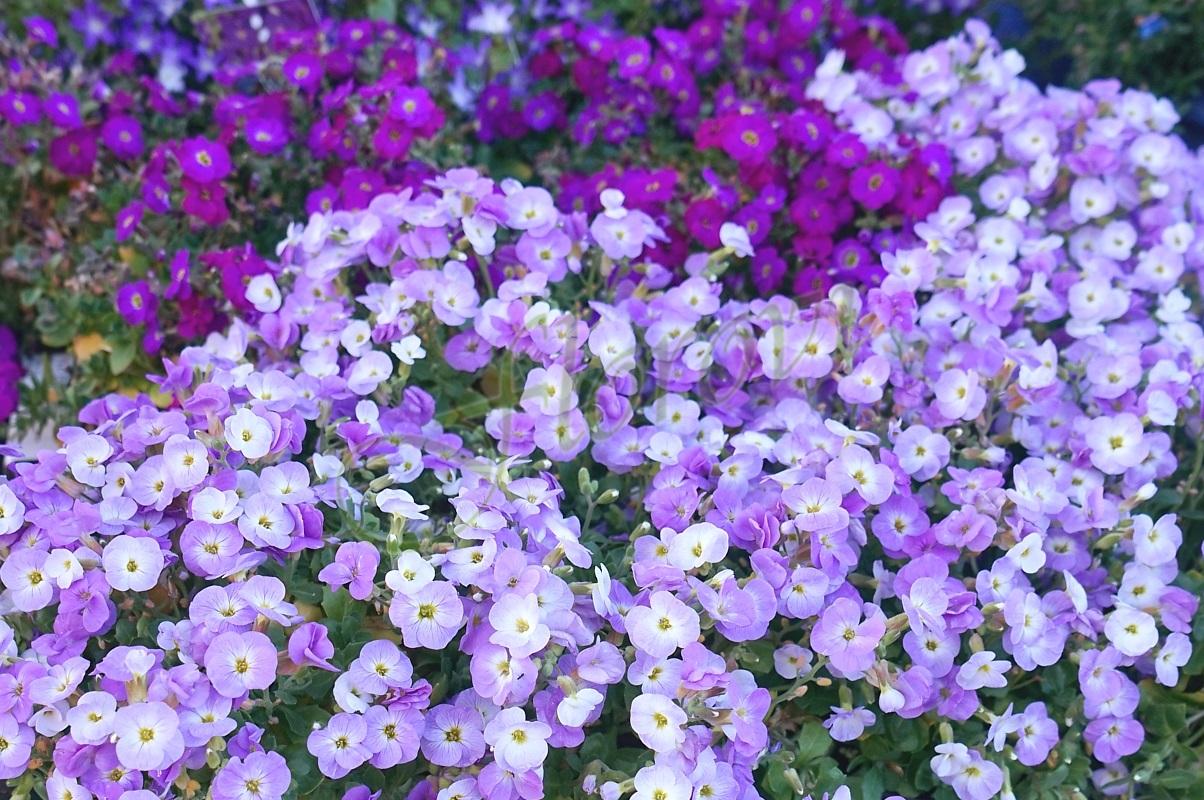 Аубриета/ Обриета Aubrieta gracilis Аубриета/ Обриета Aubrieta gracilis