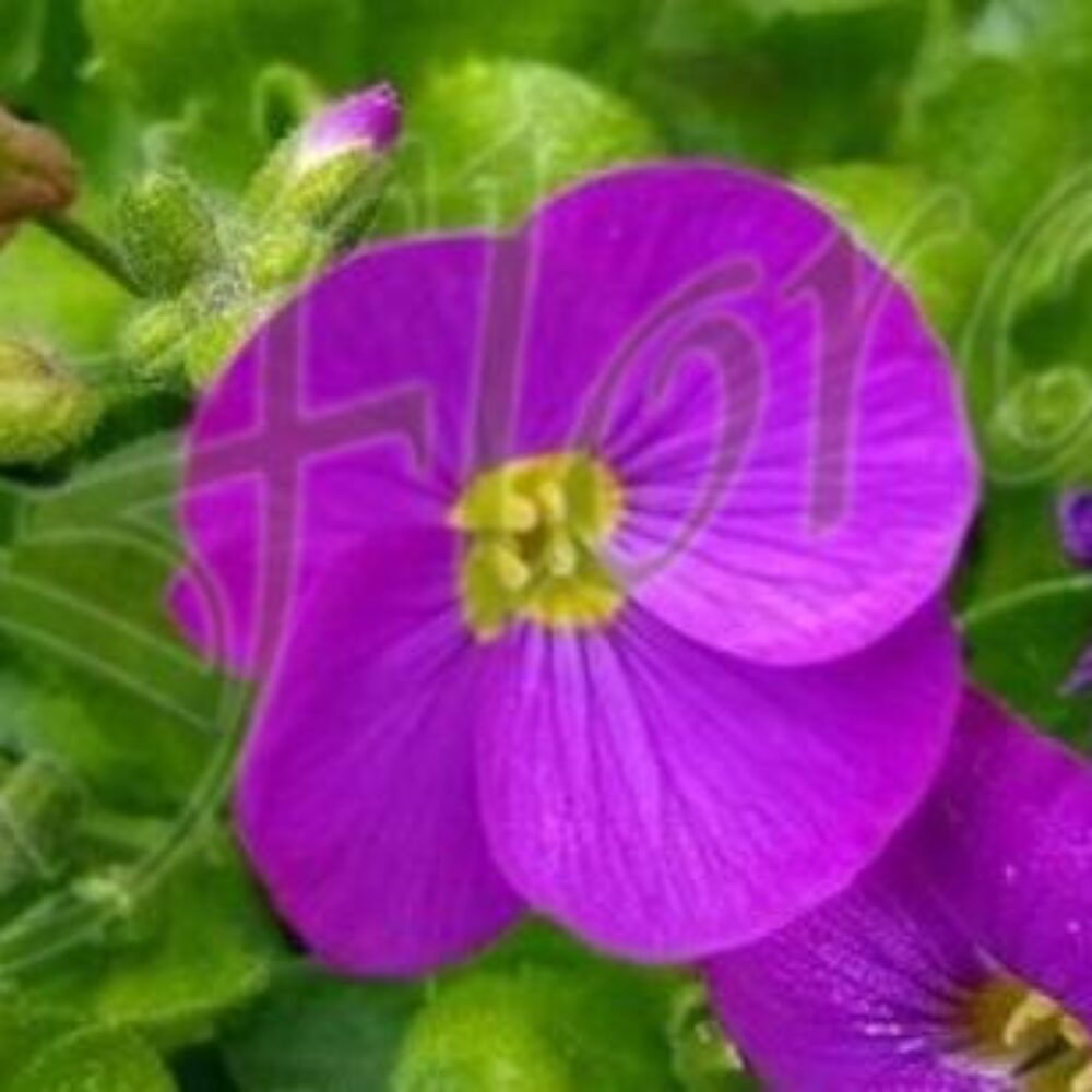 Aubrieta Gracilis’ Kitte Blue