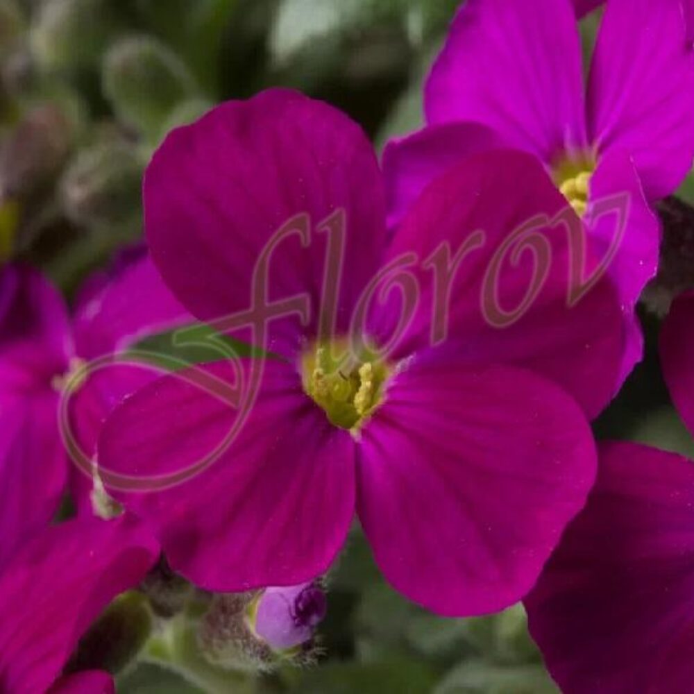 Aubrieta gracilis Audrey™ F1 Red
