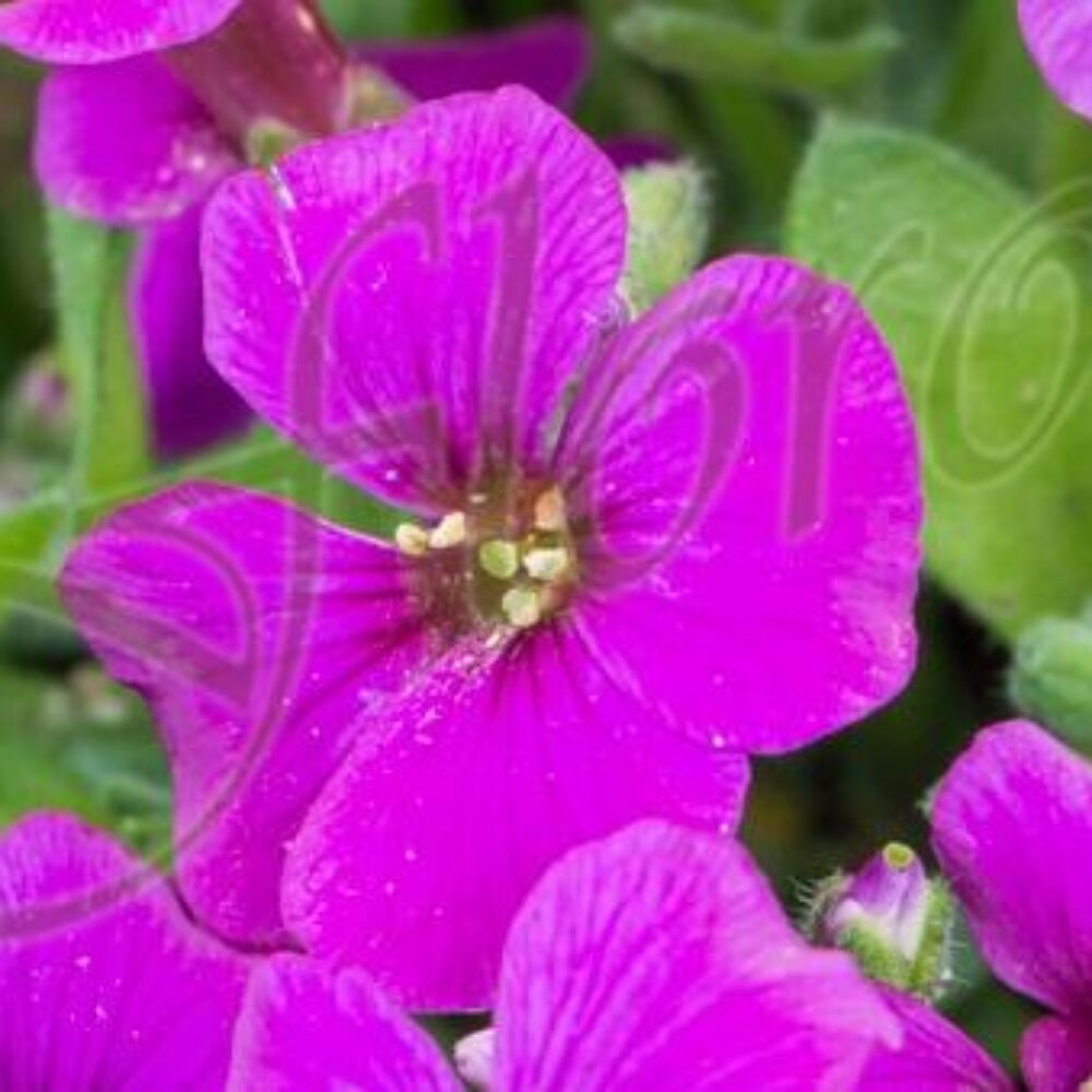 Aubrieta gracilis Florado Neon Pink
