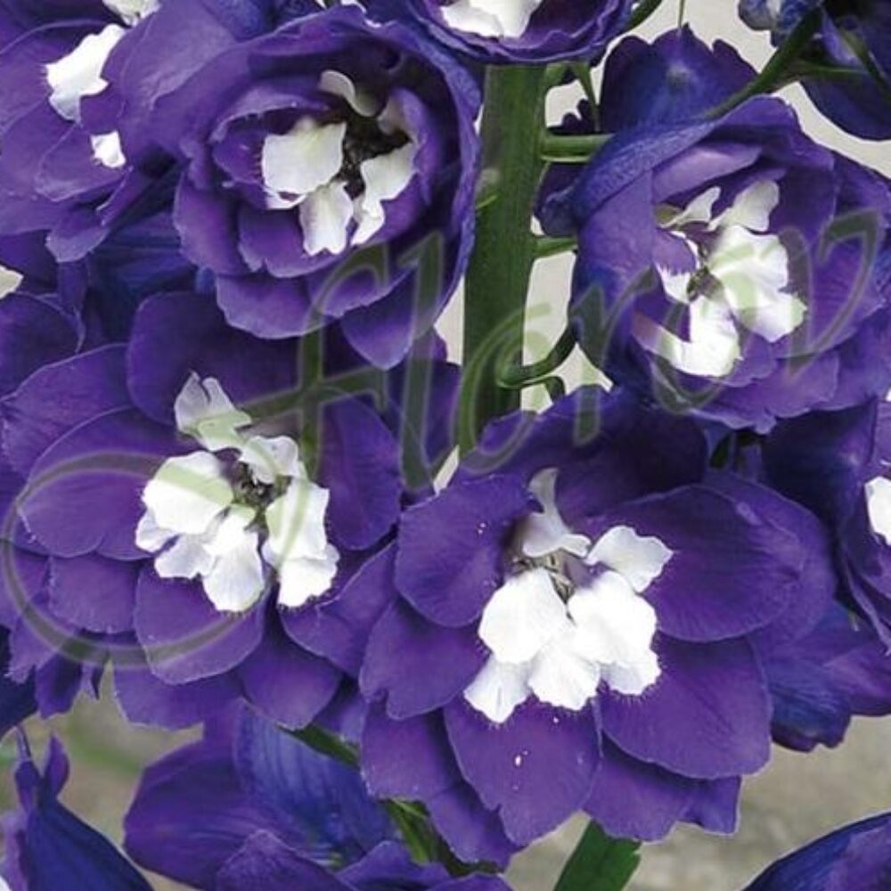 Delphinium Magic Fountain Dark Blue White Bee