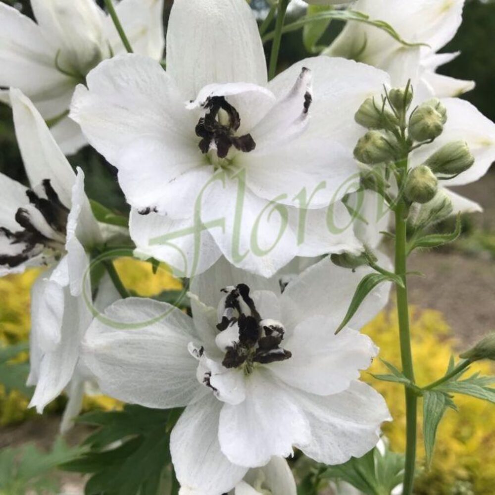 Delphinium Magic Fountain White Dark Bee