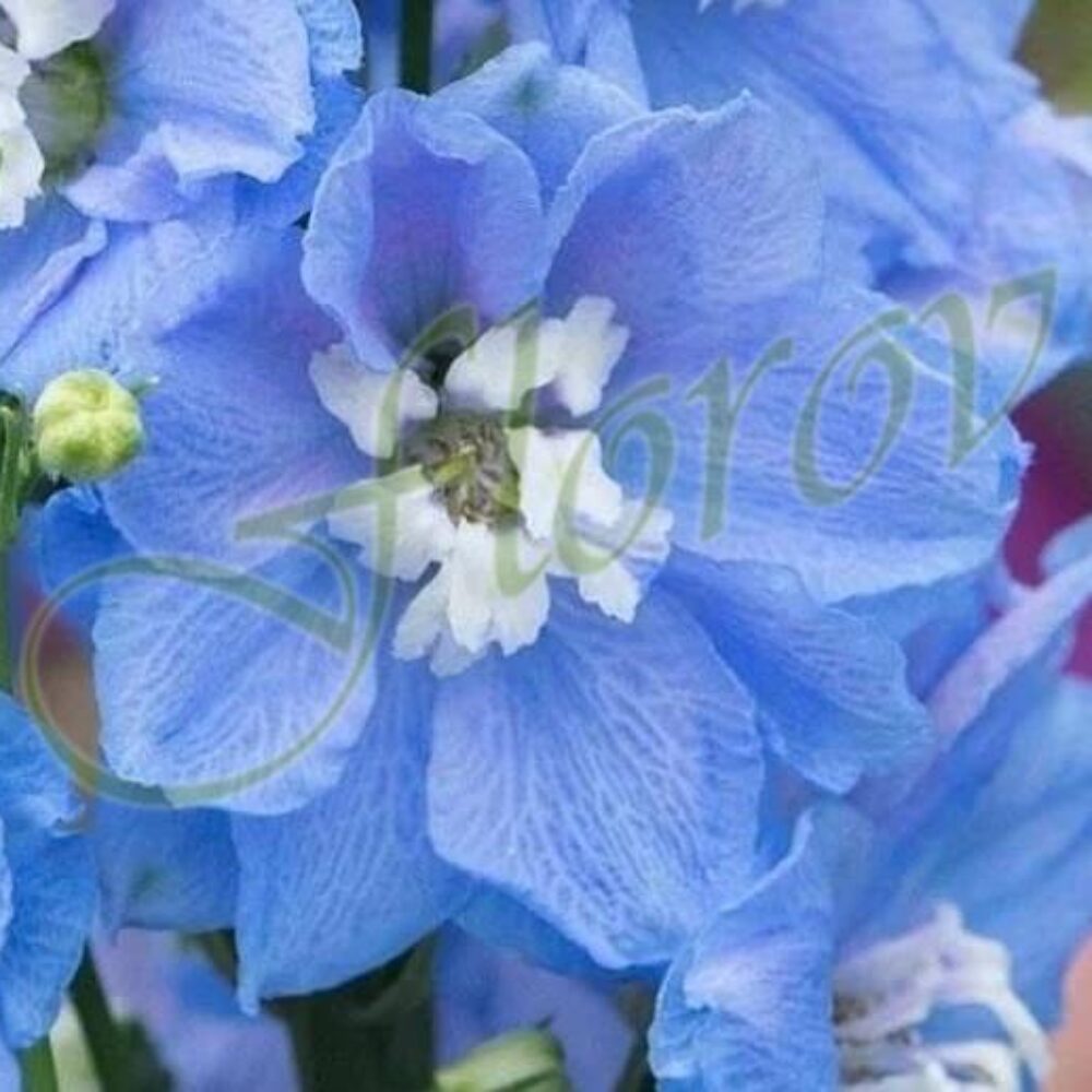 Delphinium Magic fountains Sky blue White bee