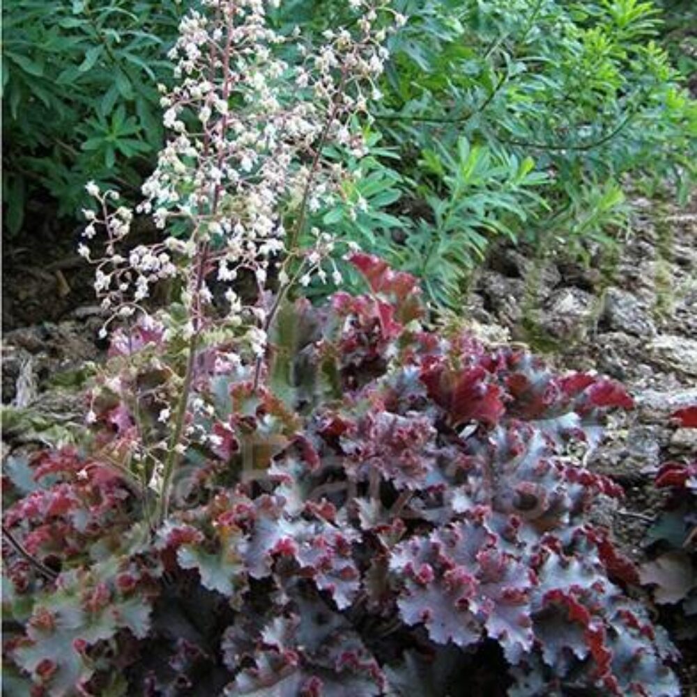 Heuchera americana Melting Fire