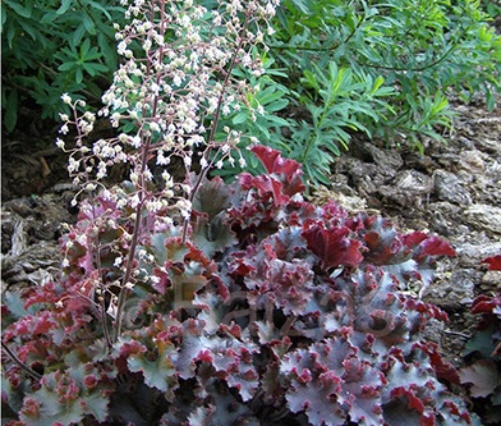 Heuchera americana Melting Fire
