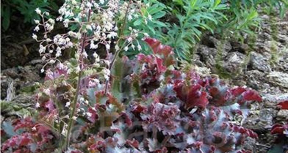 Heuchera americana Melting Fire