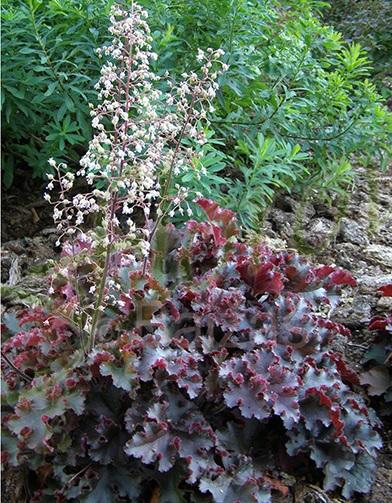 Heuchera americana Melting Fire Heuchera americana Melting Fire