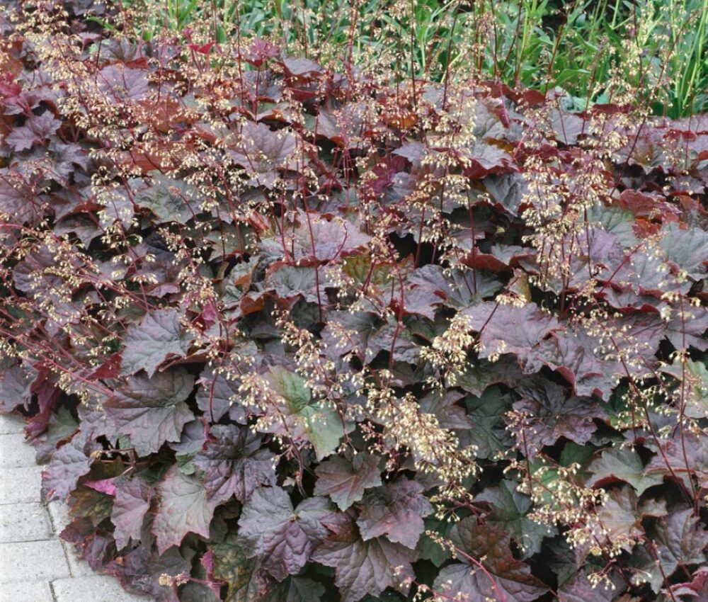 Heuchera americana Palace Purple
