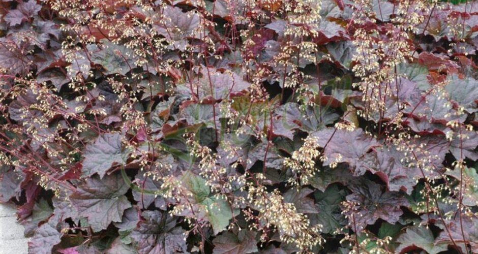 Heuchera americana Palace Purple