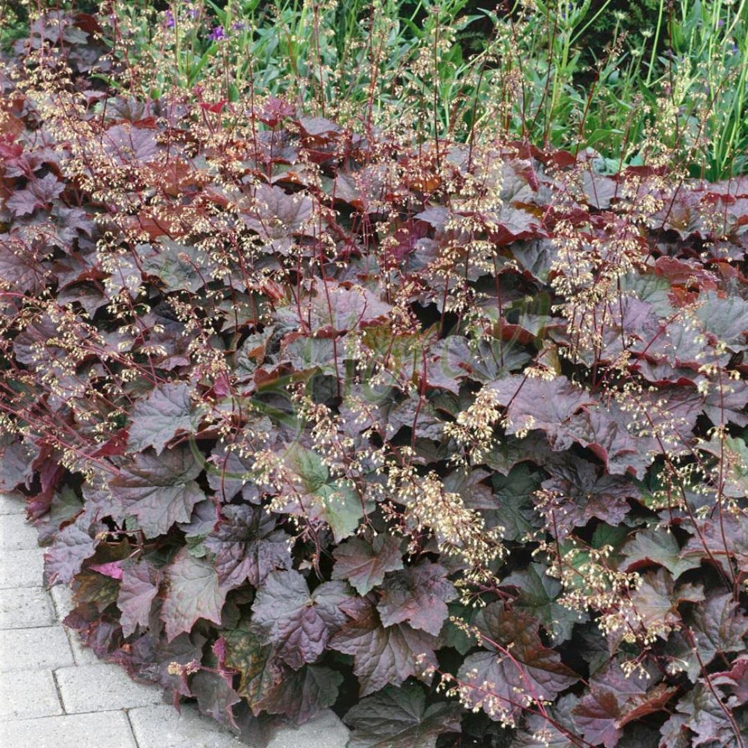 Heuchera americana Palace Purple Heuchera americana Palace Purple