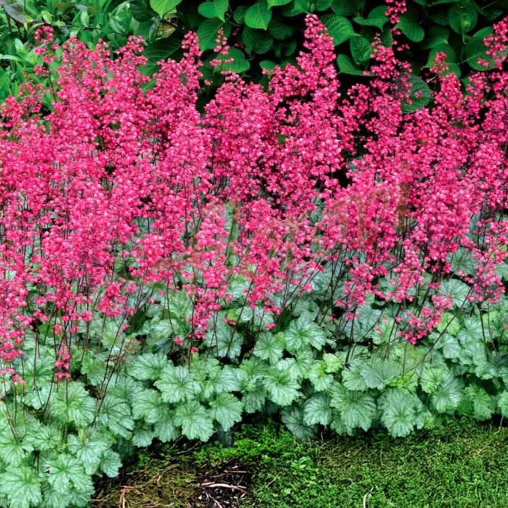 Heuchera sanguinea ‘Ruby-Bells’