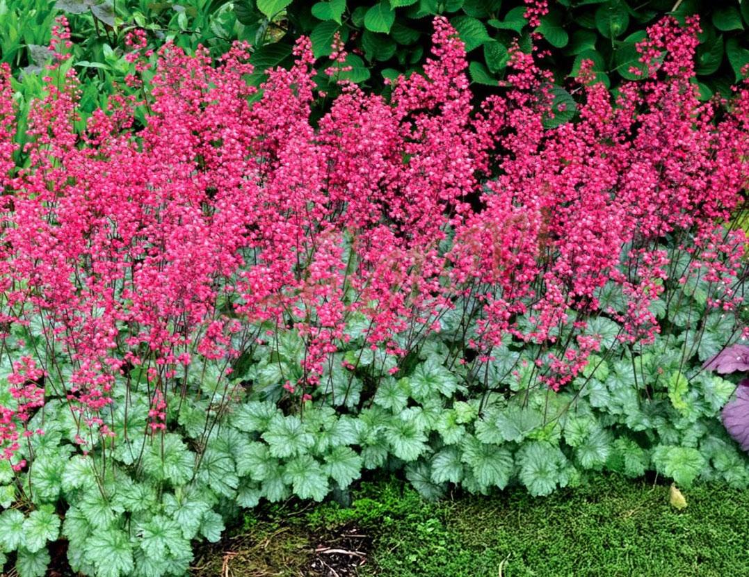 Heuchera sanguinea 'Ruby-Bells' Heuchera sanguinea 'Ruby-Bells'