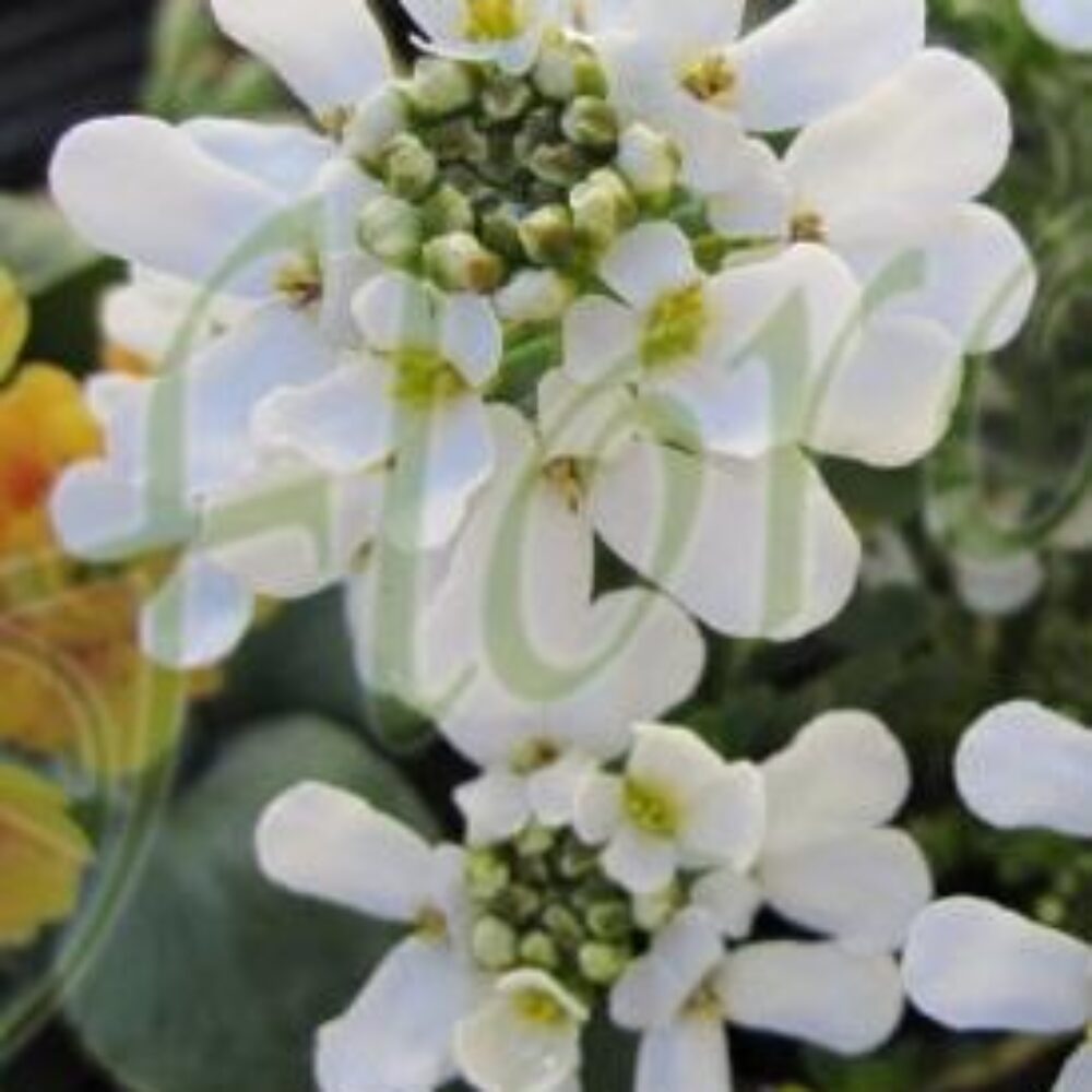 Iberis sempervirens ‘Appen-Etz’ 2