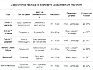 Сравнителна таблица Leucanthemum maximum