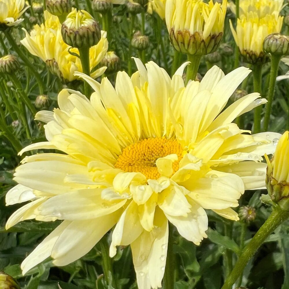 Leucanthemum maximum Banana Cream Yellow