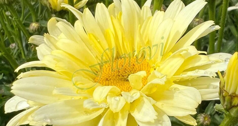 Leucanthemum maximum Banana Cream Yellow