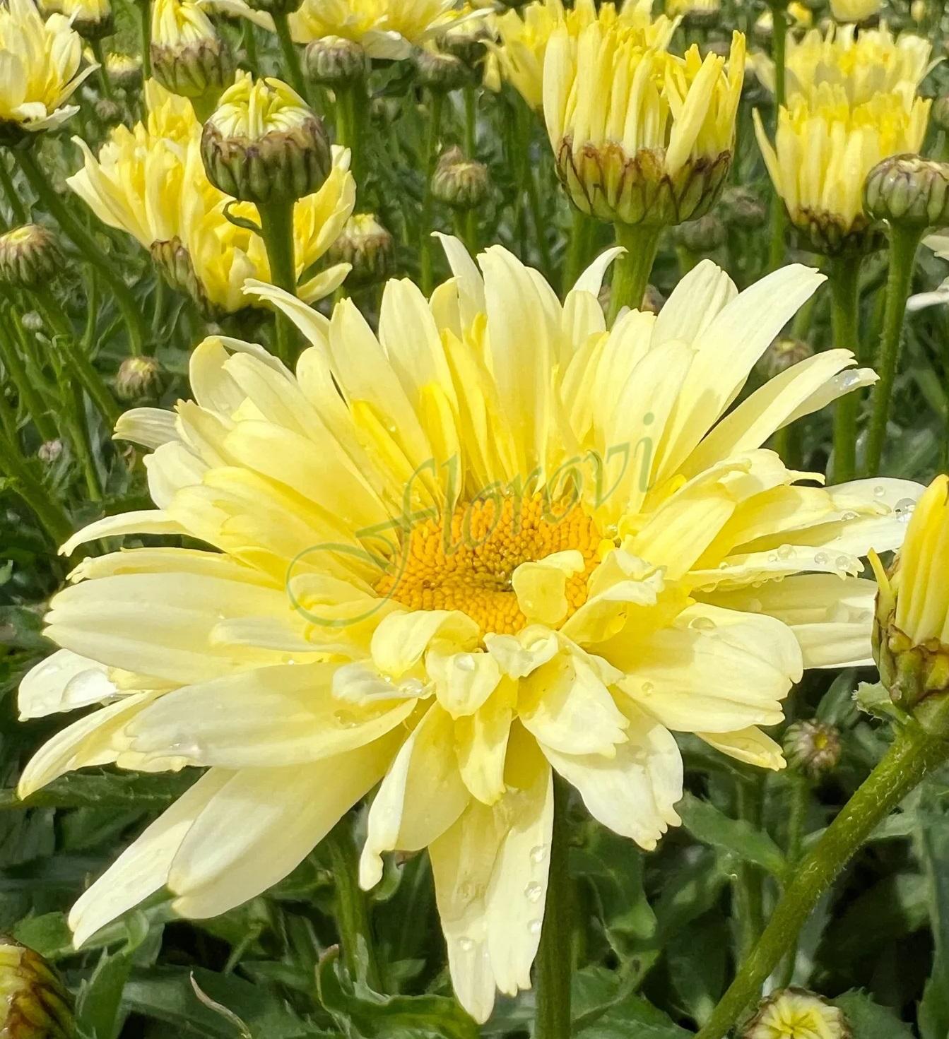 Leucanthemum maximum Banana Cream Yellow Leucanthemum maximum Banana Cream Yellow