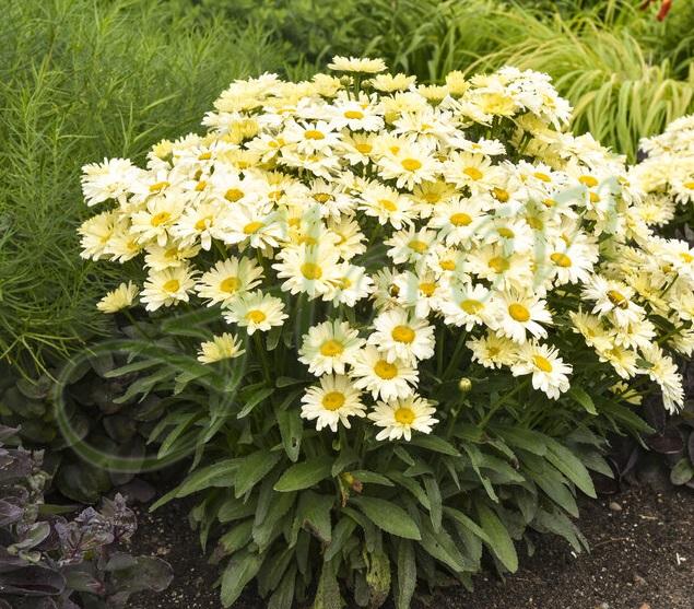 Leucanthemum maximum Banana Cream Yellow impr.1 Leucanthemum maximum Banana Cream Yellow impr.1