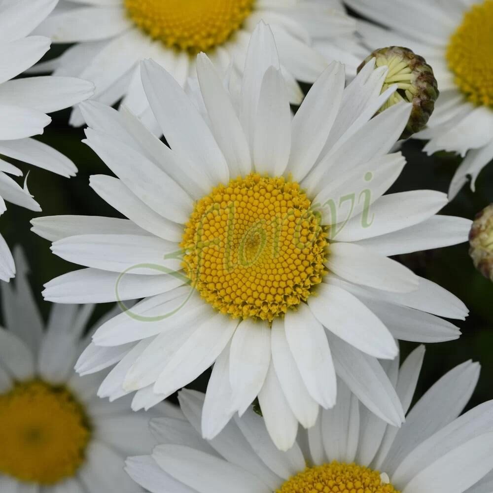 Leucanthemum maximum Madonna F1
