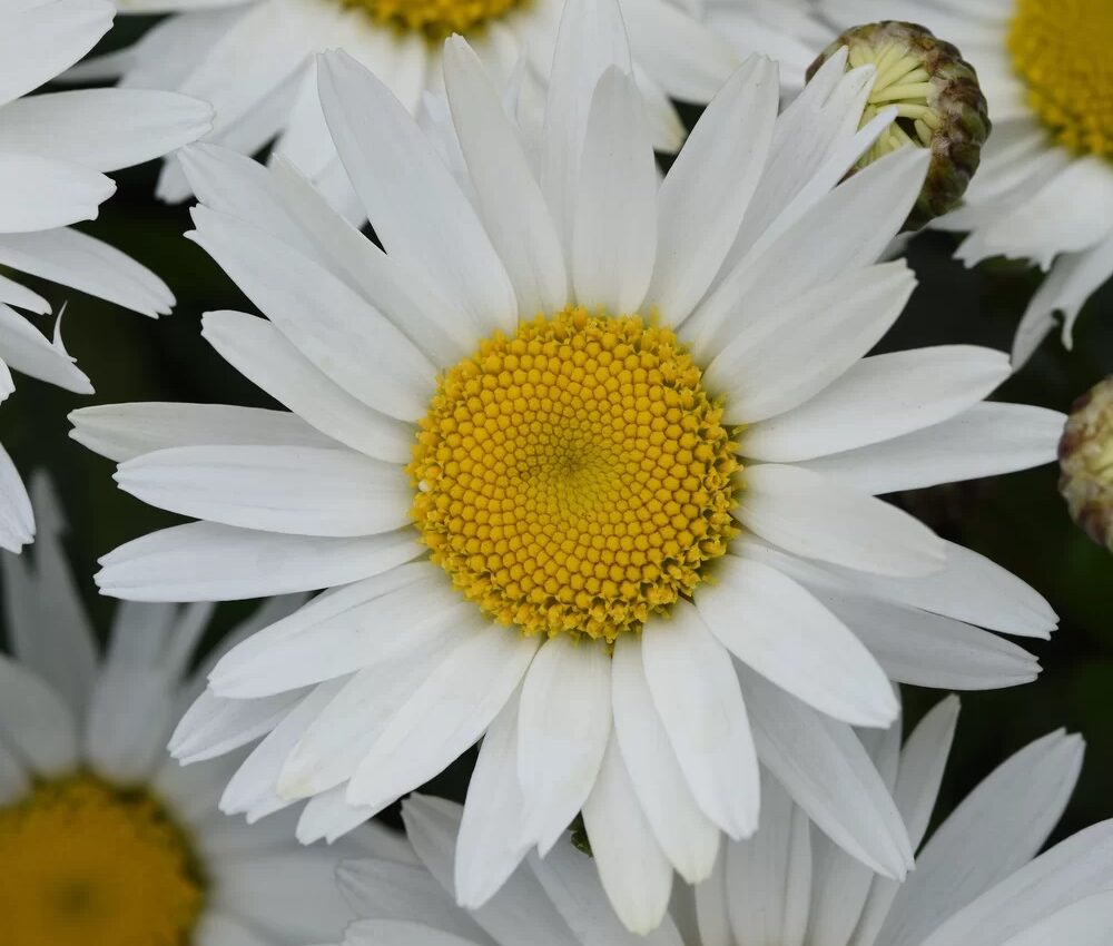 Leucanthemum maximum Madonna F1