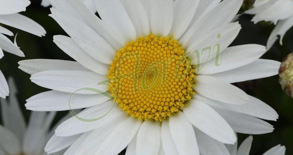 Leucanthemum maximum Madonna F1