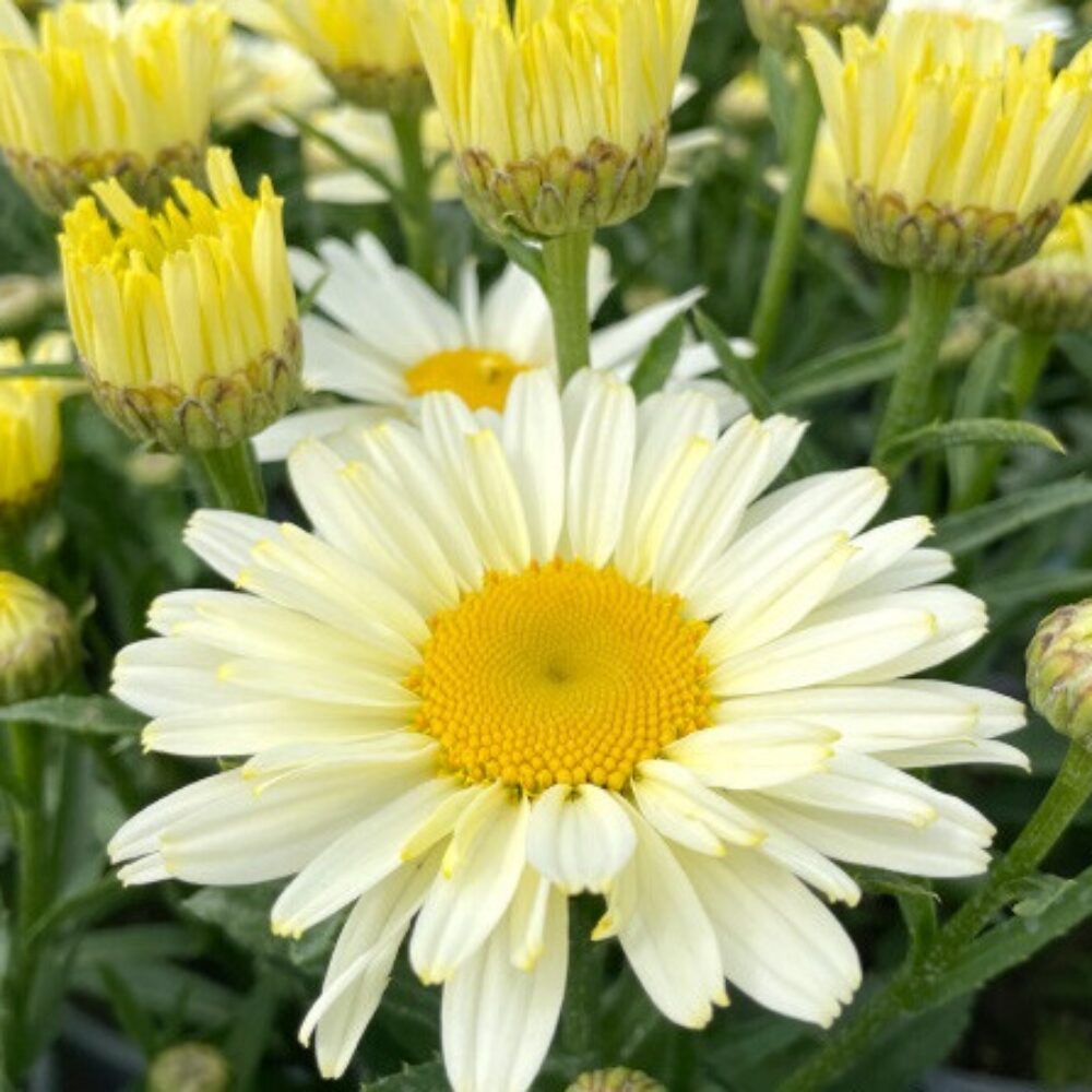 Leucanthemum maximum Ooh La Lacrème