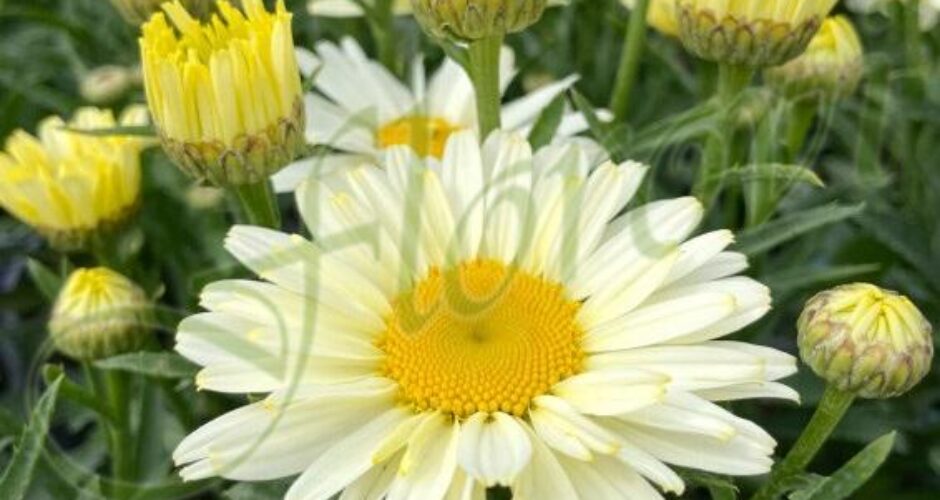 Leucanthemum maximum Ooh La Lacrème