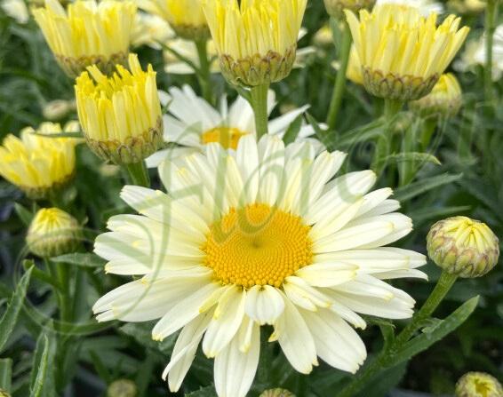 Leucanthemum maximum Ooh La Lacrème Leucanthemum maximum Ooh La Lacrème