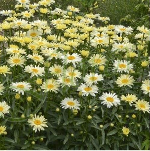 Leucanthemum maximum Ooh La Lacrème1 Leucanthemum maximum Ooh La Lacrème1