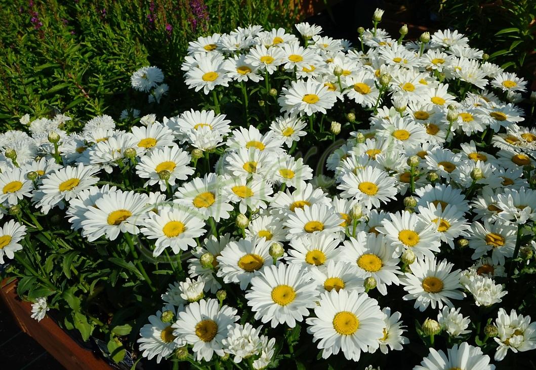 Leucanthemum maximum Ooh La Lagrande 1 Leucanthemum maximum Ooh La Lagrande 1