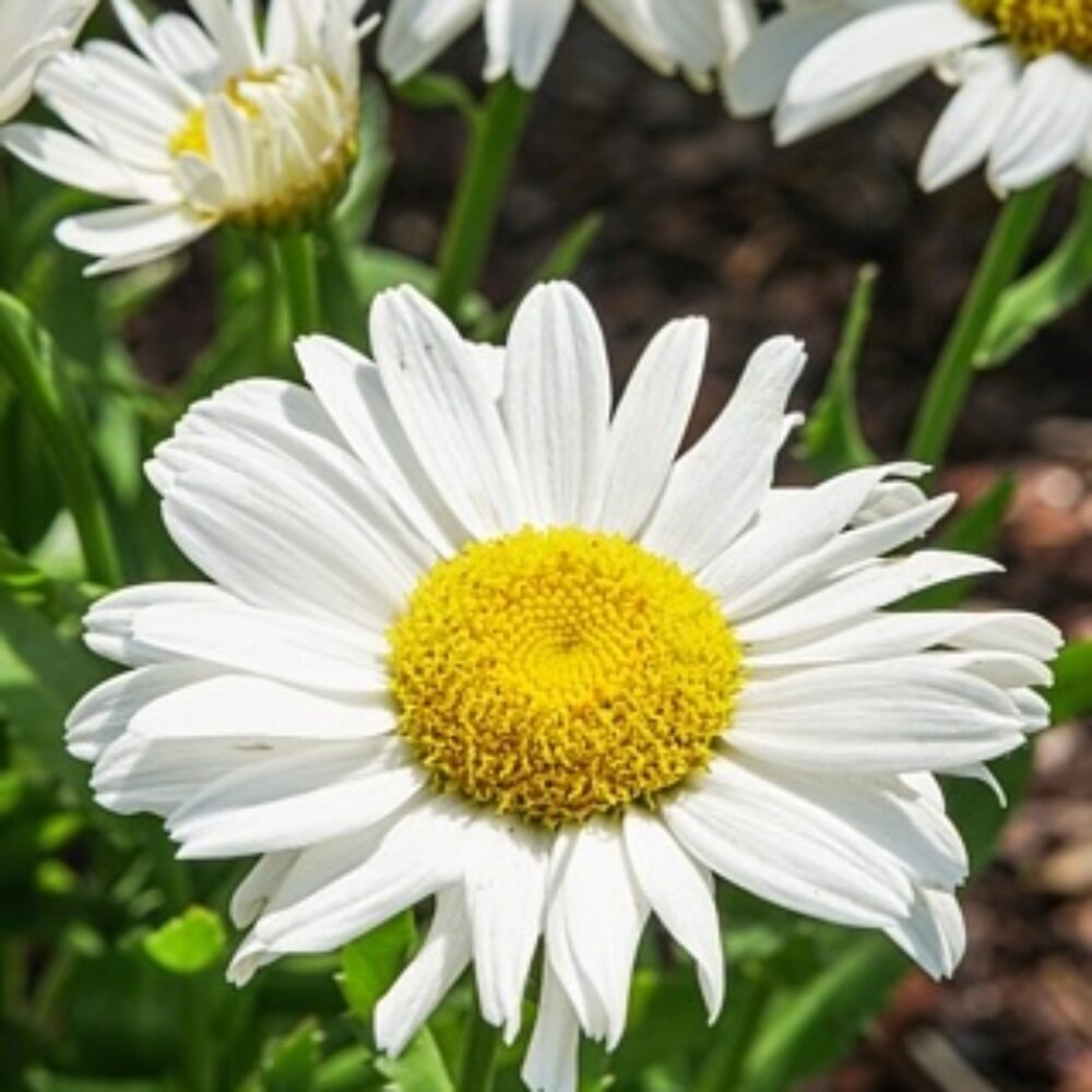 Leucanthemum maximum Ooh La Lagrande