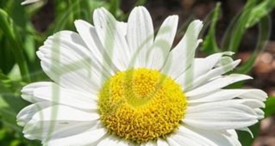 Leucanthemum maximum Ooh La Lagrande