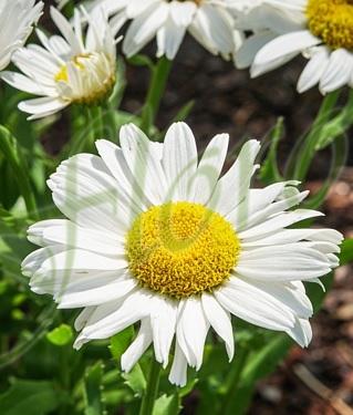 Leucanthemum maximum Ooh La Lagrande Leucanthemum maximum Ooh La Lagrande