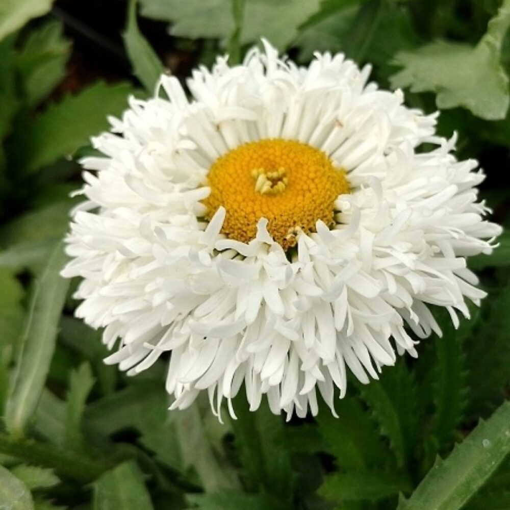 Leucanthemum maximum Ooh La Laspider