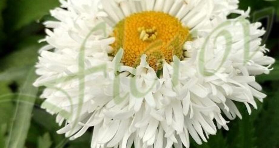 Leucanthemum maximum Ooh La Laspider