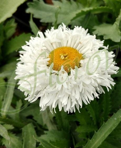 Leucanthemum maximum Ooh La Laspider Leucanthemum maximum Ooh La Laspider