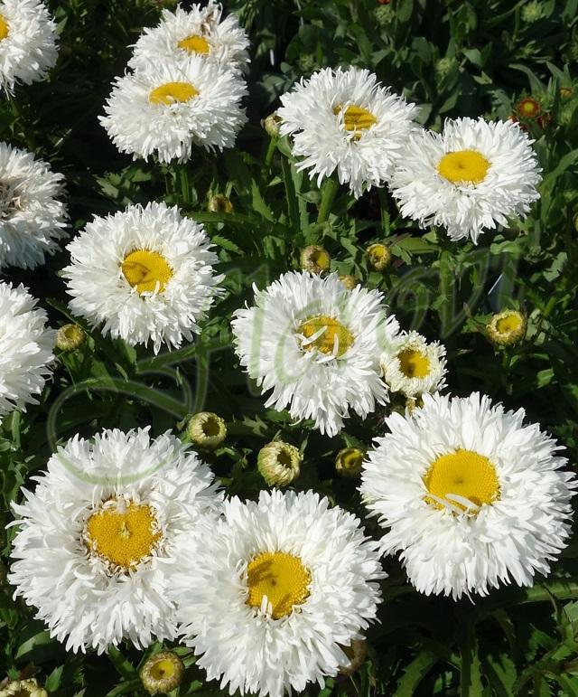 Leucanthemum maximum Ooh La Laspider1 Leucanthemum maximum Ooh La Laspider1