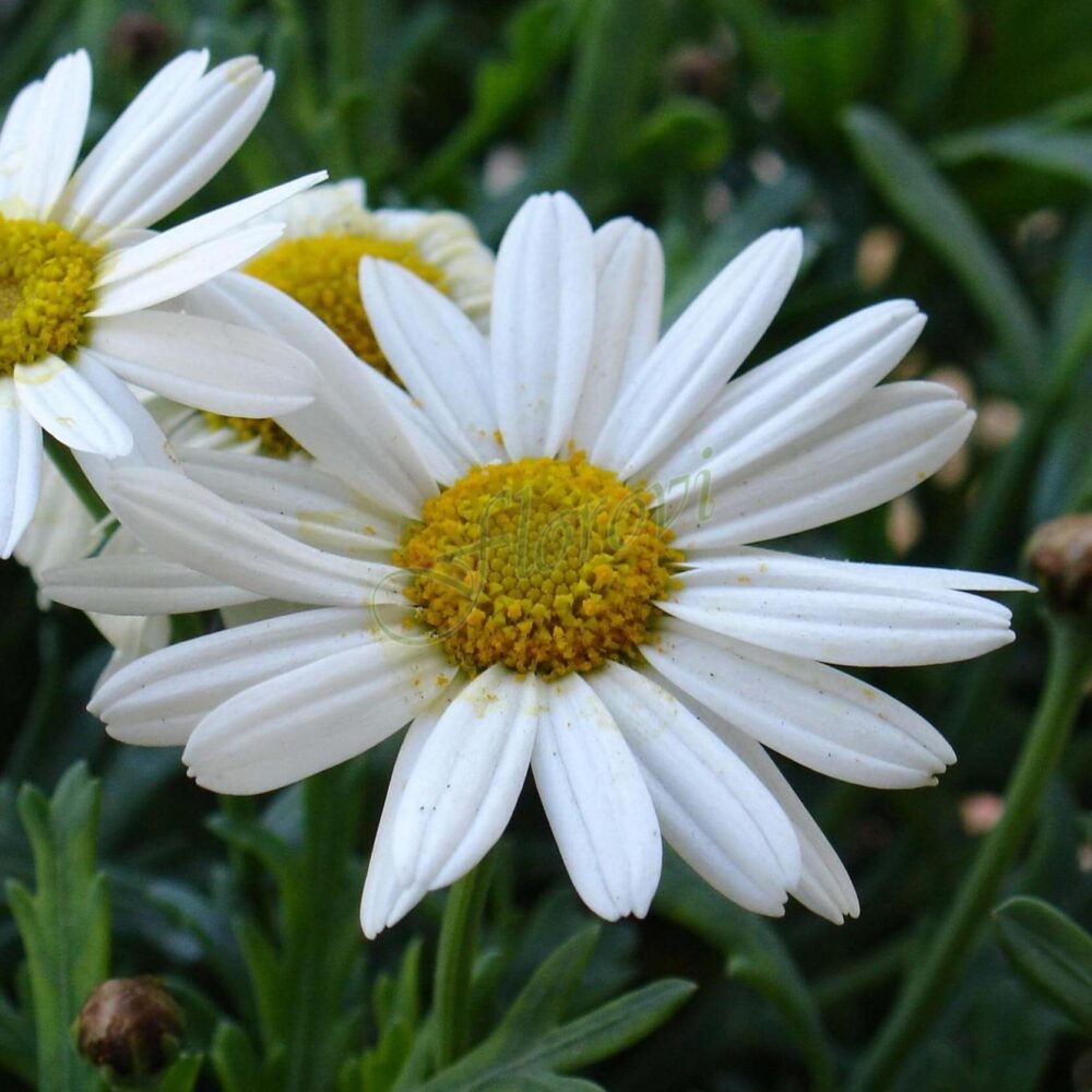 Leucanthemum maximum Silver Princess