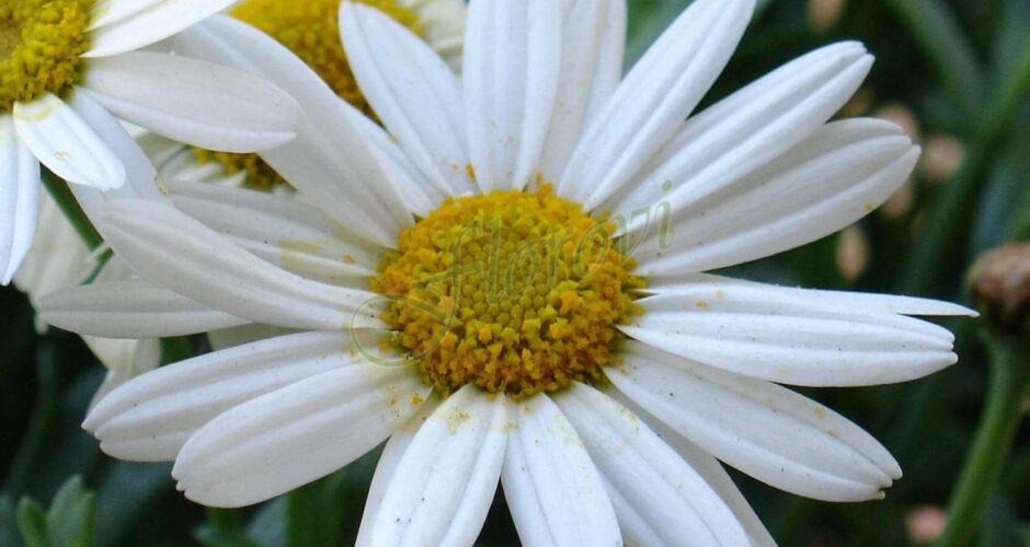 Leucanthemum maximum Silver Princess