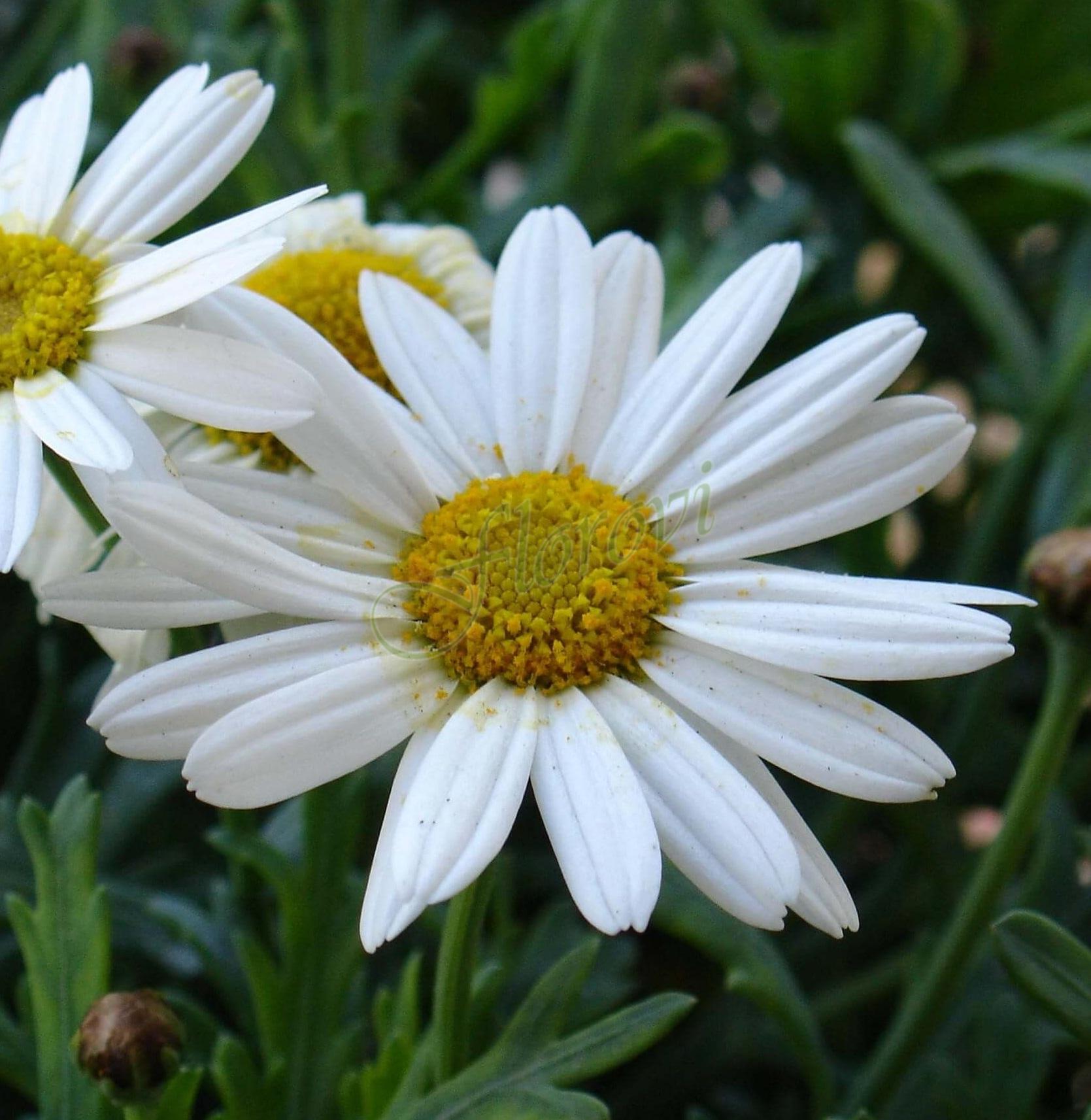 Leucanthemum maximum Silver Princess Leucanthemum maximum Silver Princess