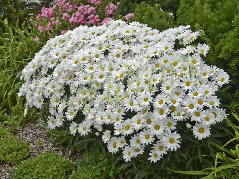 Leucanthemum maximum Silver Princess, разсадник Флорови Leucanthemum maximum Silver Princess, разсадник Флорови