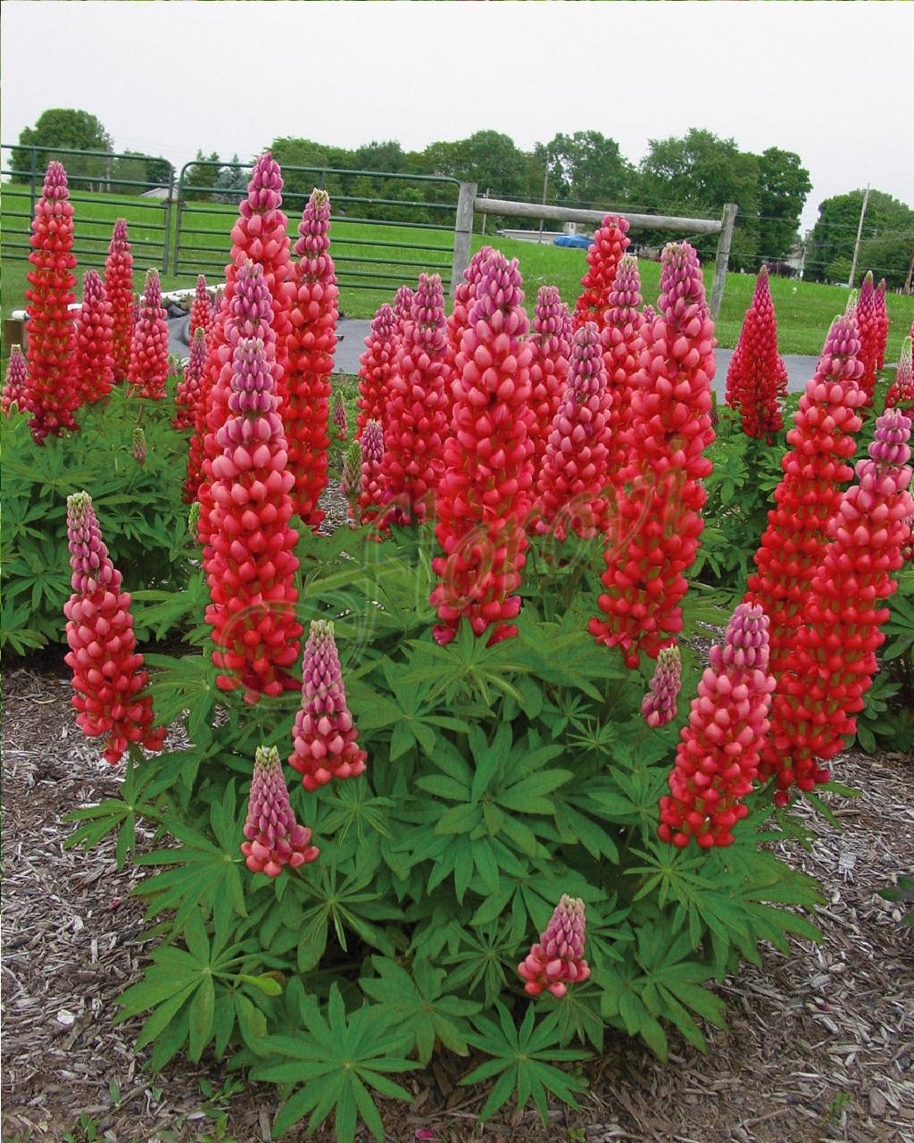 Lupinus polyphyllus Legendary Red Shades1 Lupinus polyphyllus Legendary Red Shades1