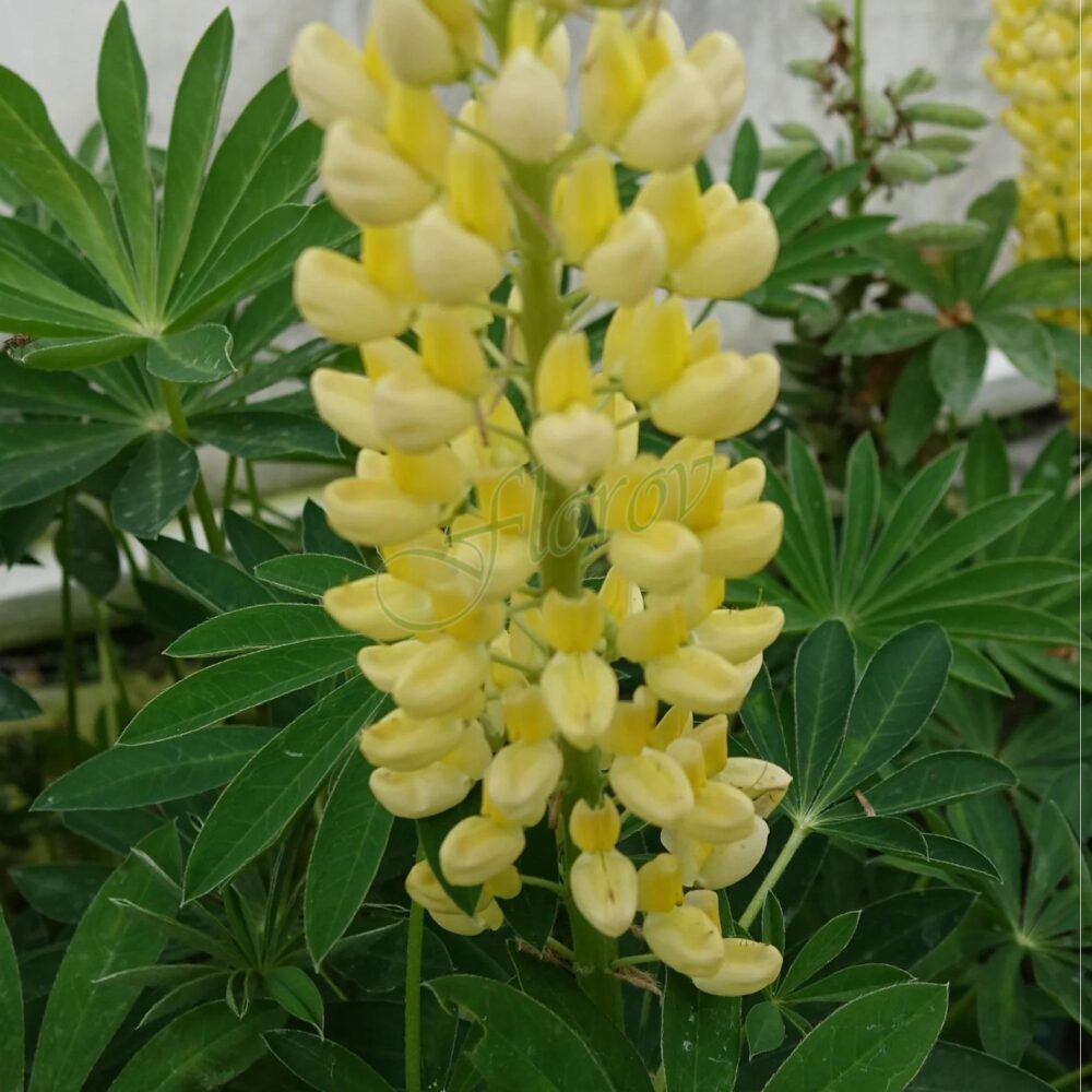Lupinus polyphyllus Legendary Yellow Shades