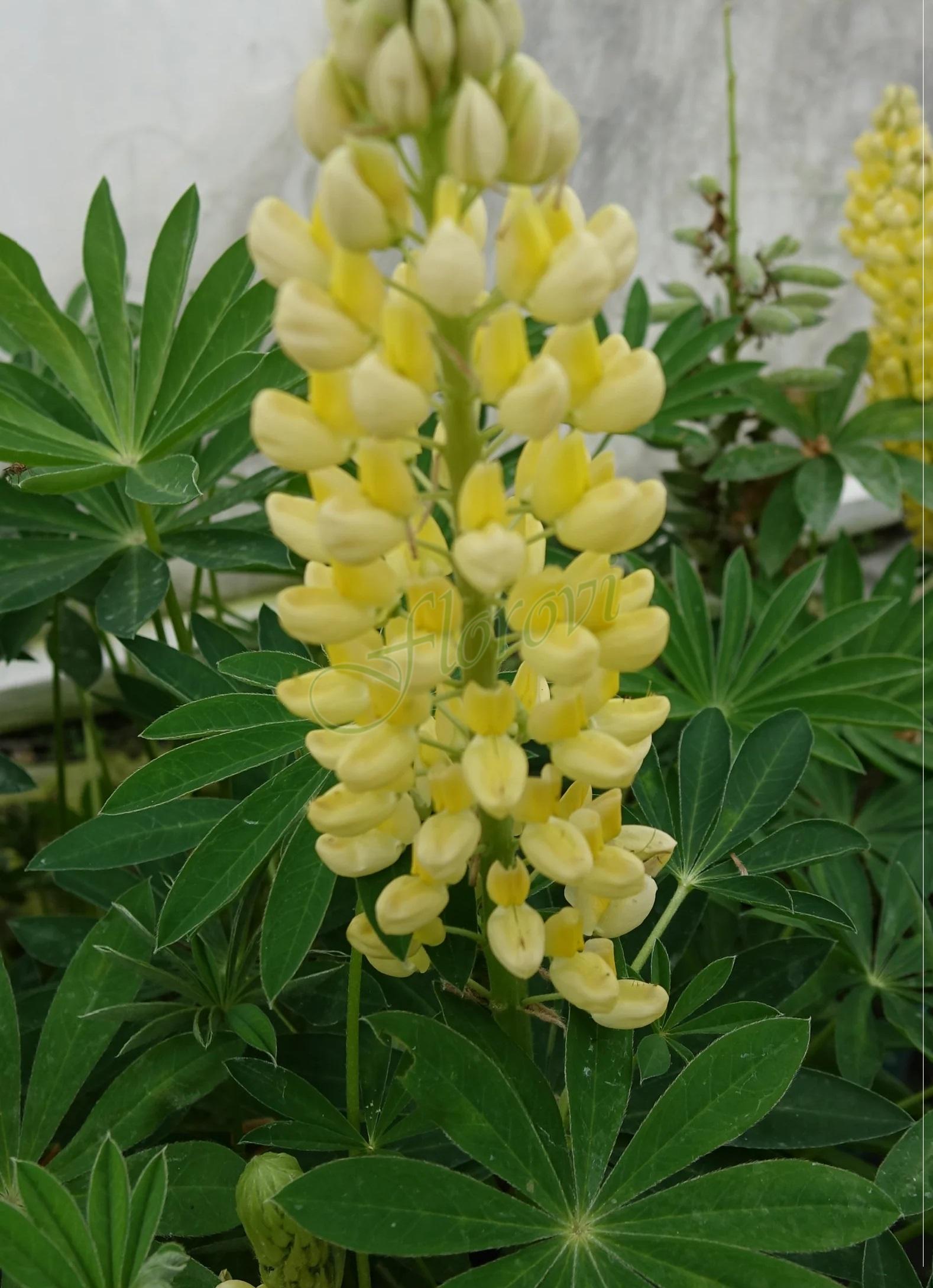 Lupinus polyphyllus Legendary Yellow Shades Lupinus polyphyllus Legendary Yellow Shades